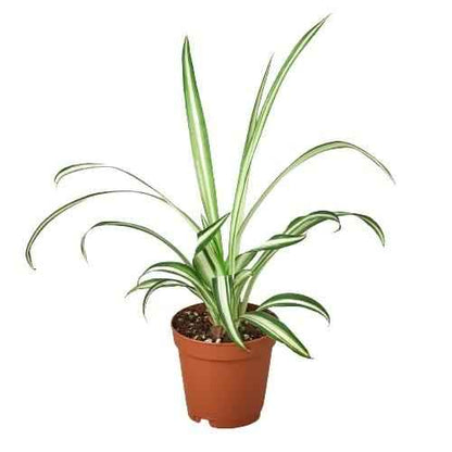 Live Spider Plant – Chlorophytum comosum