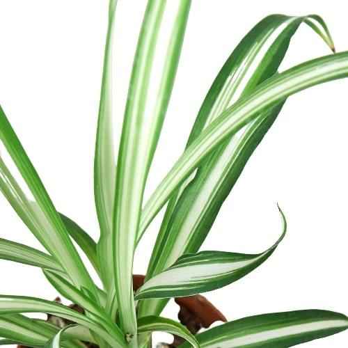 Live Spider Plant – Chlorophytum comosum