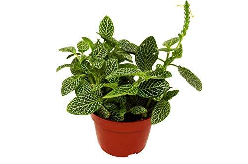 Fittonia Albivenis Intricate White Nerve Plant