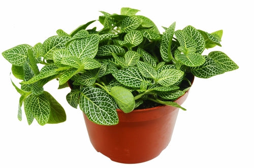 Fittonia Albivenis Intricate White Nerve Plant