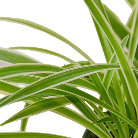 Live Spider Plant – Chlorophytum comosum