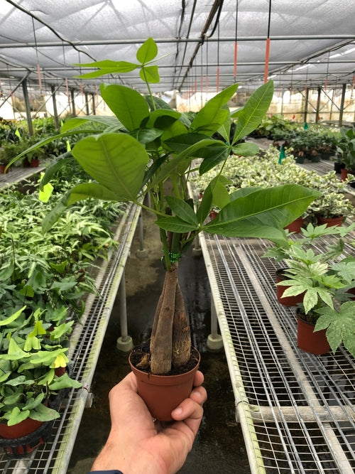 2 Money Tree Bundle: Save When You Buy Two
