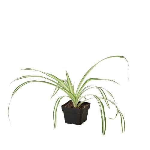 Live Spider Plant – Chlorophytum comosum