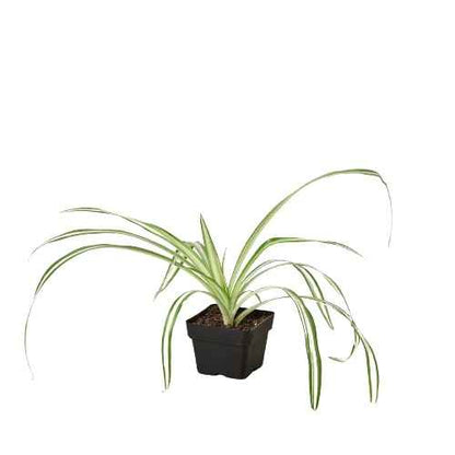 Live Spider Plant – Chlorophytum comosum