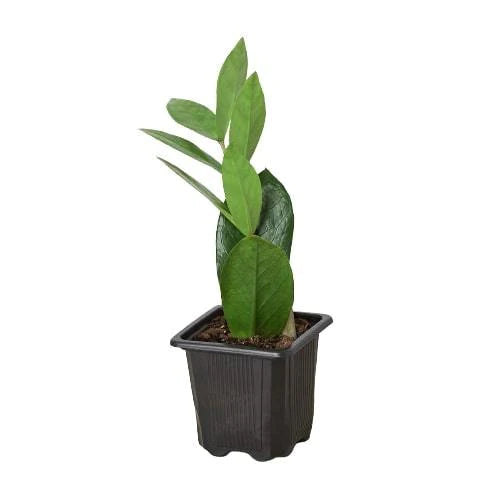 ZZ Plant – Zamioculcas zamiifolia | Drought-Tolerant, Low-Light Indoor Plant