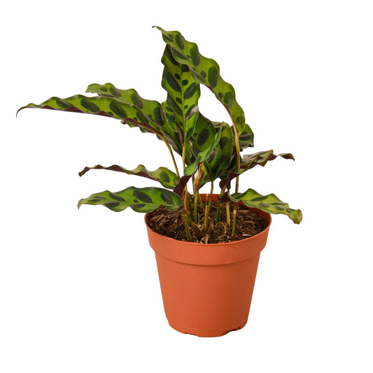 Rattlesnake Plant – Calathea Lancifolia | Bold Foliage, Light-Moving Leaves, Pet-Friendly