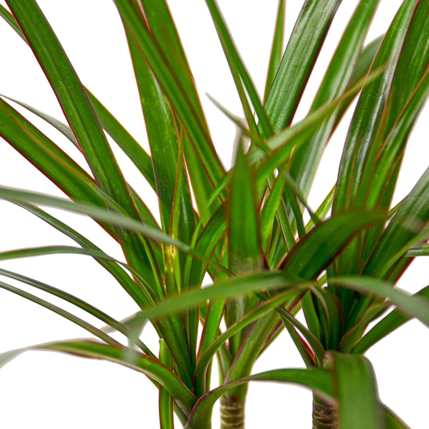 Tropical Dracaena Marginata Palm Plant