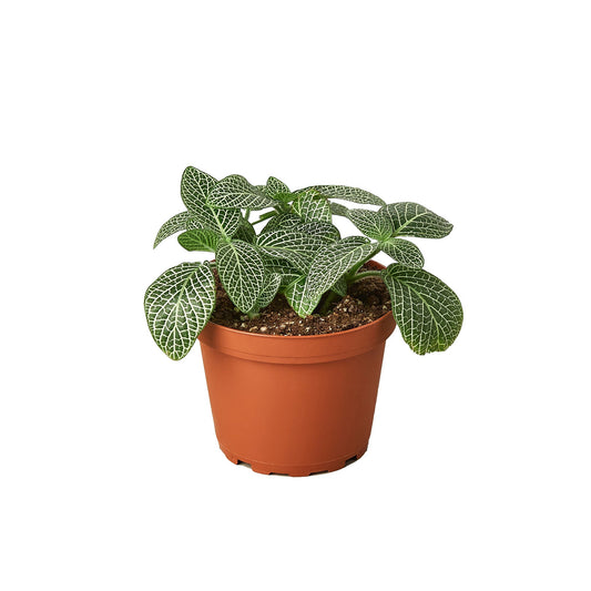 Fittonia Albivenis Intricate White Nerve Plant
