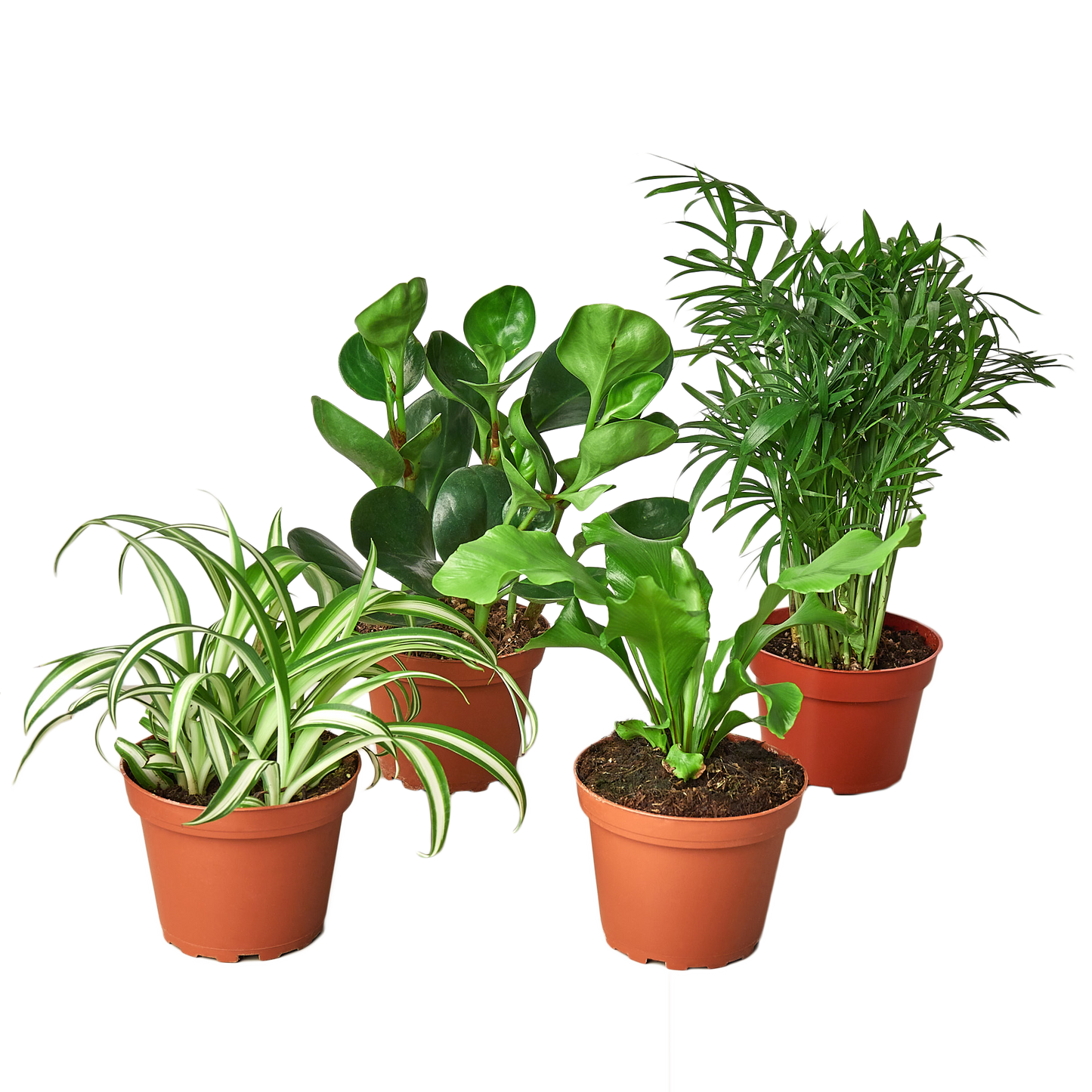 Pet-Friendly House Plant Bundle – Easy-Care Indoor Plants Safe for Pets & Kids