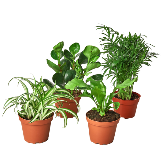 Pet-Friendly House Plant Bundle – Easy-Care Indoor Plants Safe for Pets & Kids