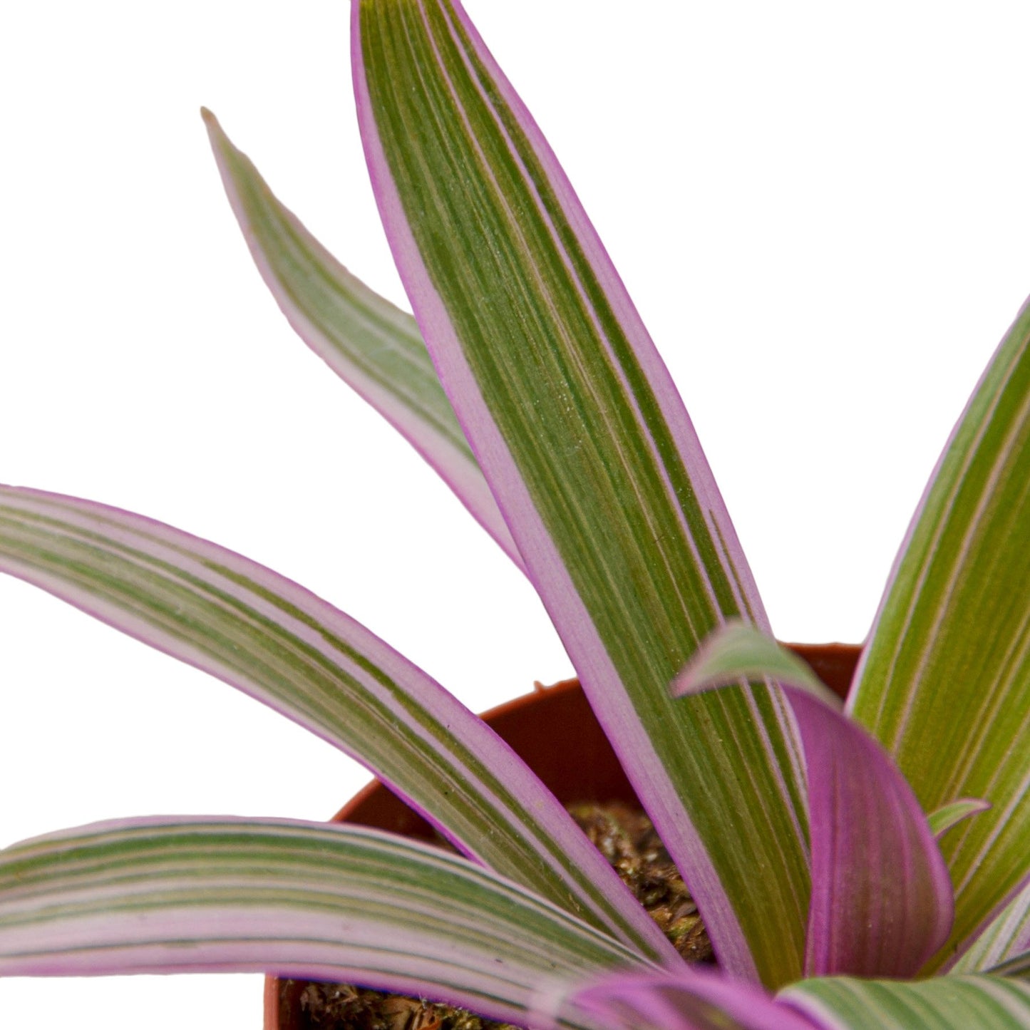 Oyster Plant – Tradescantia spathacea | Striking Foliage with Purple Underside
