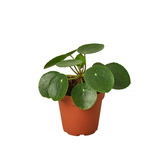 Chinese Money Plant – Pilea peperomioides | Charming, Easy-Care Houseplant with Floating Leaves