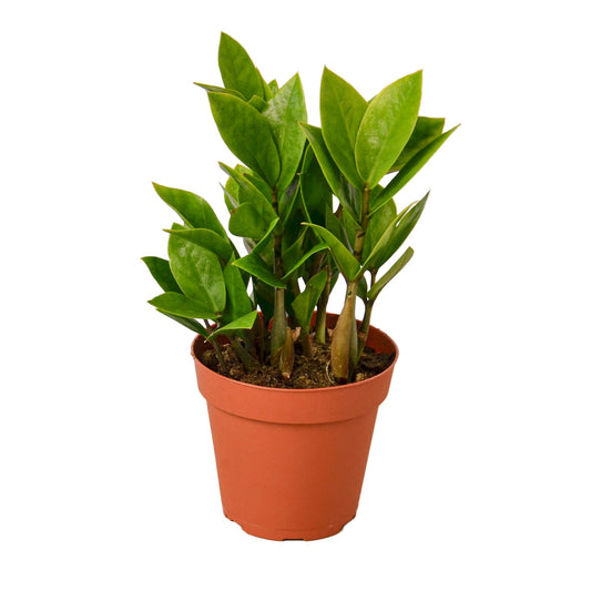 ZZ Plant – Zamioculcas zamiifolia | Drought-Tolerant, Low-Light Indoor Plant