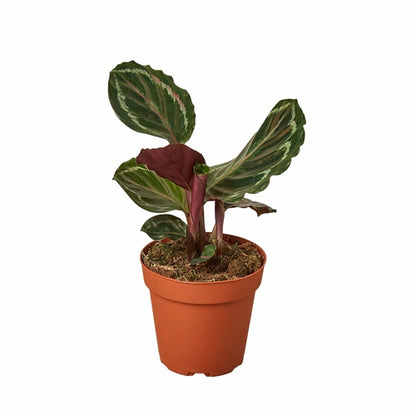 Vibrant Purple-Bottom Peacock Calathea Plant