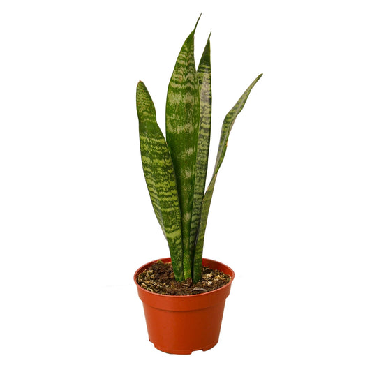 Snake Plant ‘Zeylanica’ – Sansevieria Trifasciata | Air-Purifying, Low Maintenance Plant for Home Decor
