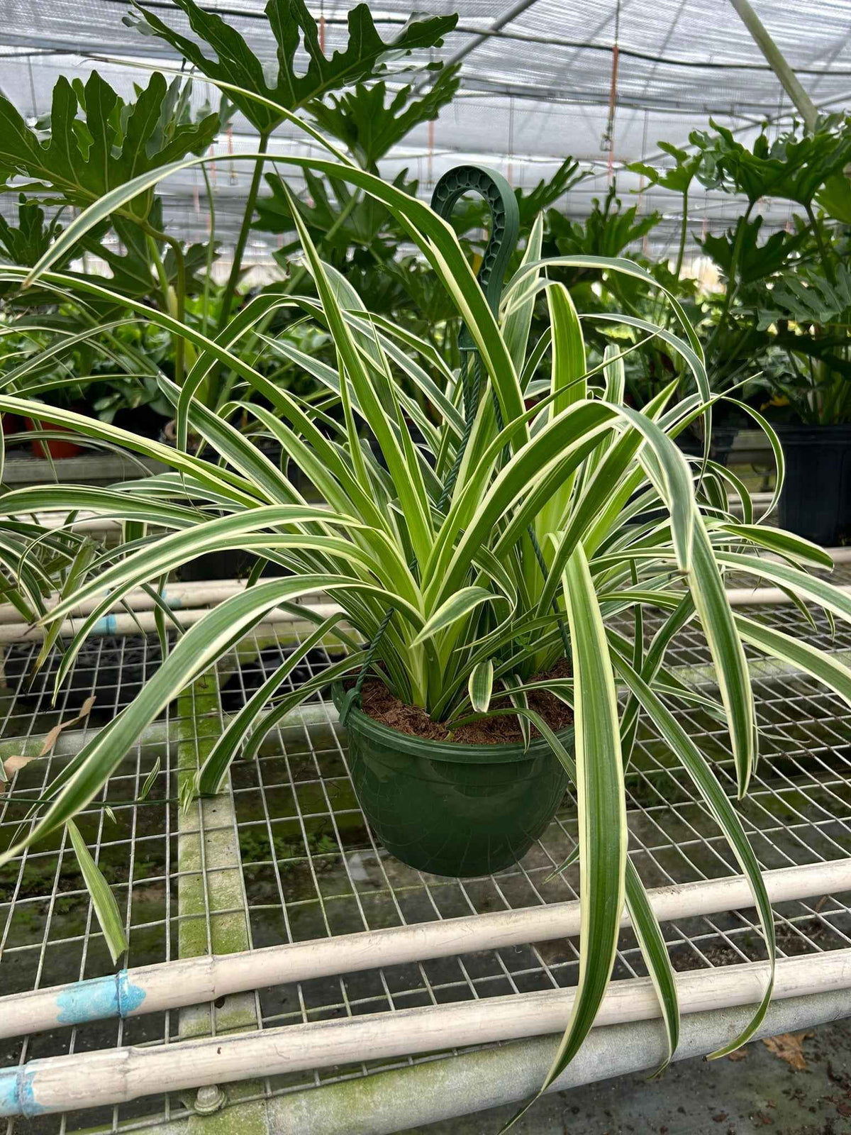 Live Spider Plant – Chlorophytum comosum