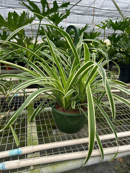 Live Spider Plant – Chlorophytum comosum
