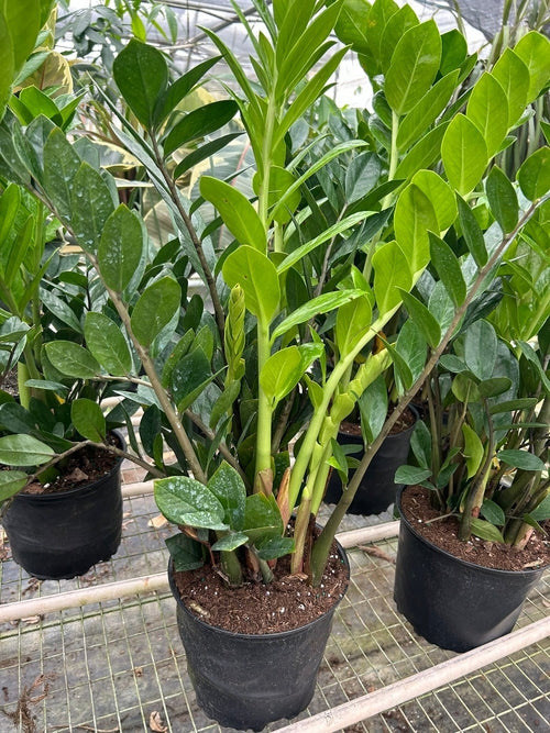 ZZ Plant – Zamioculcas zamiifolia | Drought-Tolerant, Low-Light Indoor Plant