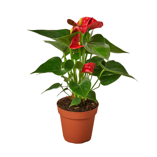 Flamingo Flower – Anthurium andraeanum | Vibrant, Year-Round Bloomer with Glossy Heart-Shaped Leaves