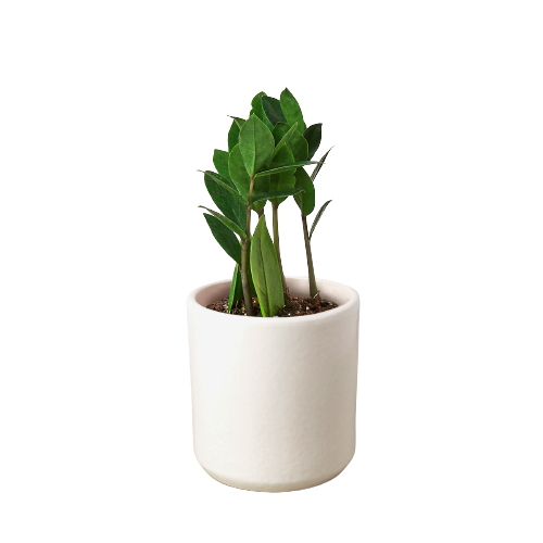 ZZ Plant – Zamioculcas zamiifolia | Drought-Tolerant, Low-Light Indoor Plant