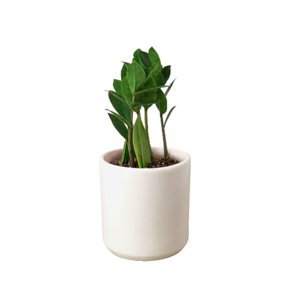 ZZ Plant – Zamioculcas zamiifolia | Drought-Tolerant, Low-Light Indoor Plant