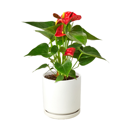 Flamingo Flower – Anthurium andraeanum | Vibrant, Year-Round Bloomer with Glossy Heart-Shaped Leaves