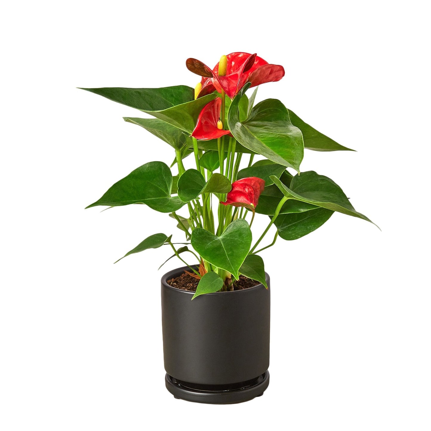 Flamingo Flower – Anthurium andraeanum | Vibrant, Year-Round Bloomer with Glossy Heart-Shaped Leaves