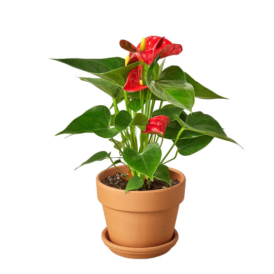 Flamingo Flower – Anthurium andraeanum | Vibrant, Year-Round Bloomer with Glossy Heart-Shaped Leaves