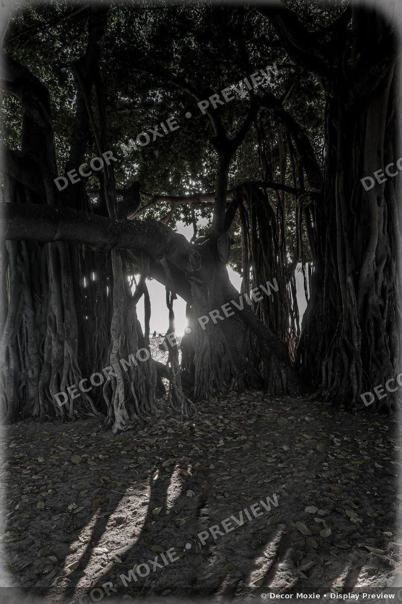 Large banyan tree in Waikiki with cascading aerial roots, dense canopy, filtered sunlight, and long shadows
