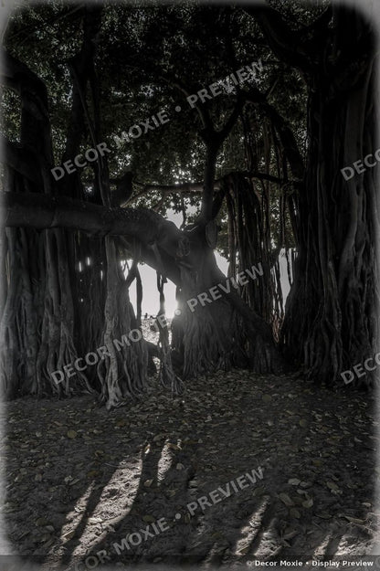 Large banyan tree in Waikiki with cascading aerial roots, dense canopy, filtered sunlight, and long shadows