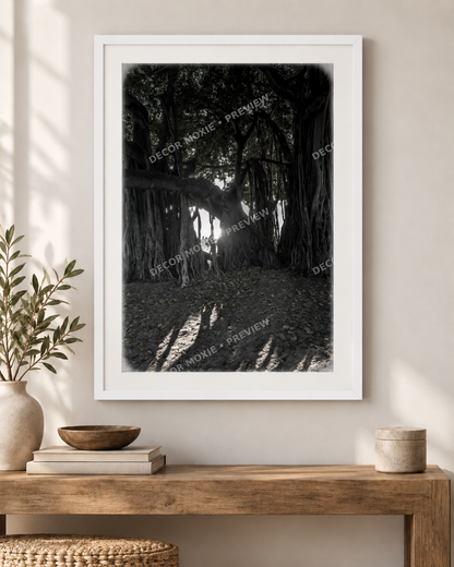 White framed large banyan tree in Waikiki with cascading aerial roots, dense canopy, filtered sunlight, and long shadows