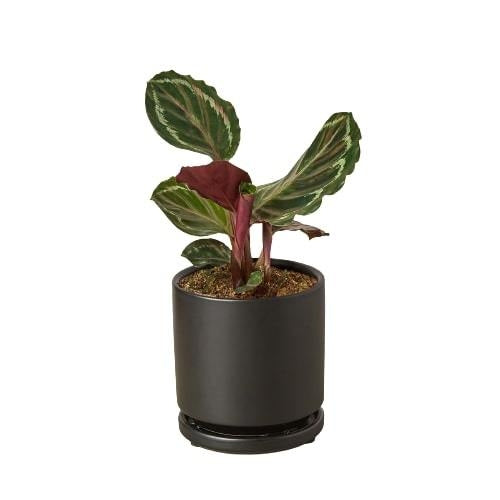 Vibrant Purple-Bottom Peacock Calathea Plant