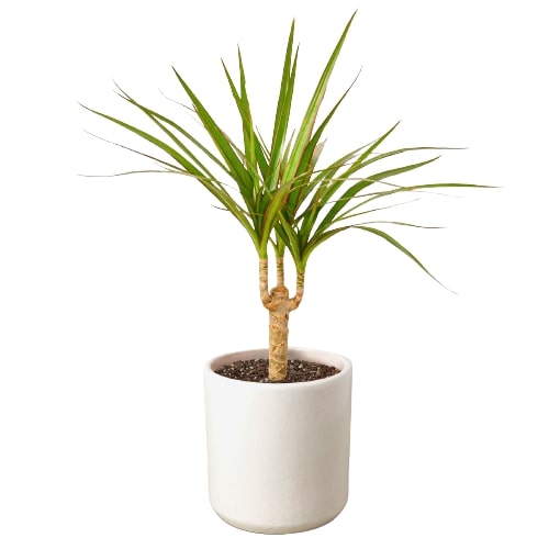 Tropical Dracaena Marginata Palm Plant
