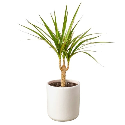 Tropical Dracaena Marginata Palm Plant