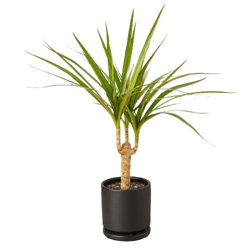Tropical Dracaena Marginata Palm Plant