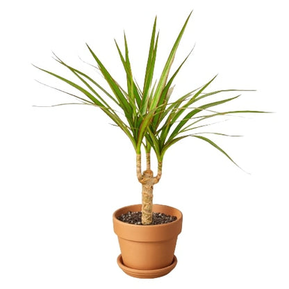 Tropical Dracaena Marginata Palm Plant