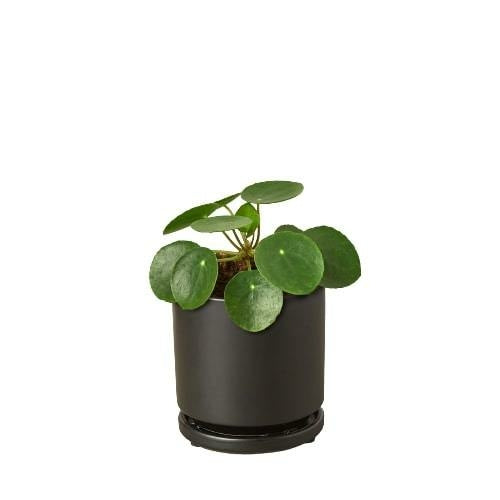 Chinese Money Plant – Pilea peperomioides | Charming, Easy-Care Houseplant with Floating Leaves