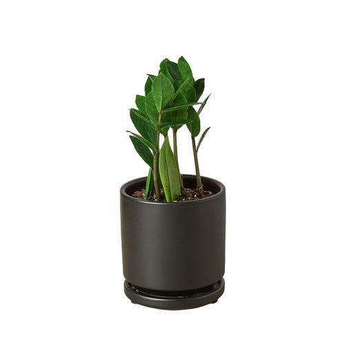 ZZ Plant – Zamioculcas zamiifolia | Drought-Tolerant, Low-Light Indoor Plant
