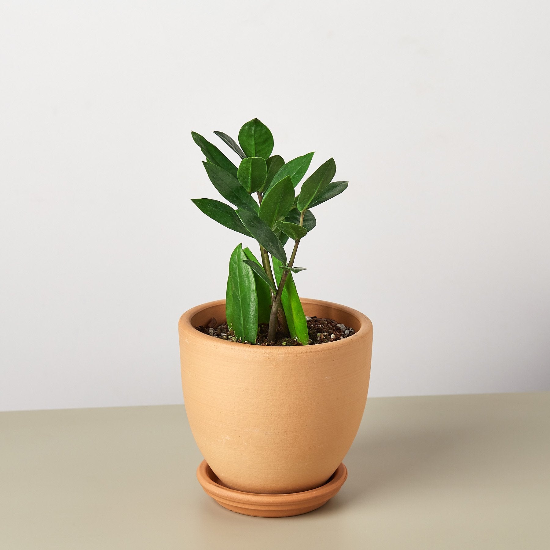 small zz plant in coconut eco pot Zamioculcas Zamiifolia 'ZZ' Plant 6" Pot / Nursery Pot
