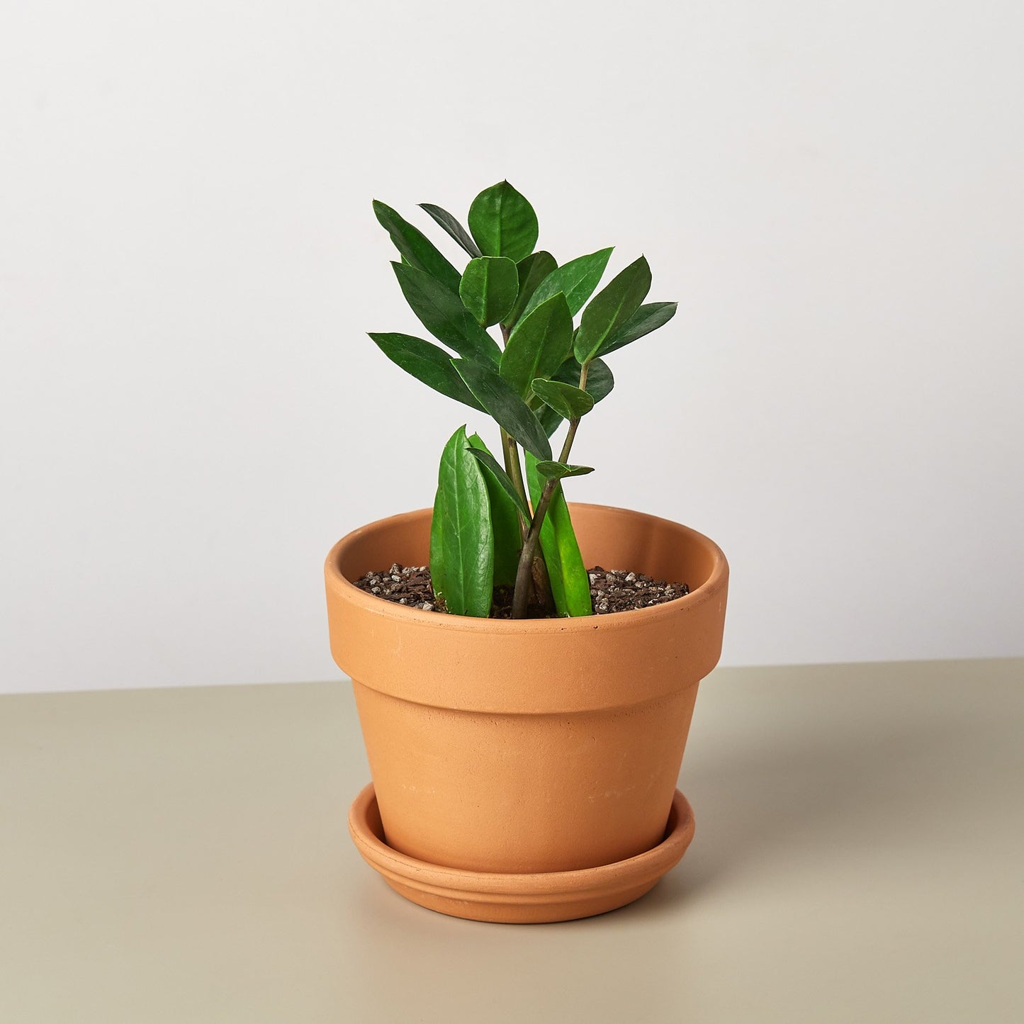 ZZ Plant – Zamioculcas zamiifolia | Drought-Tolerant, Low-Light Indoor Plant