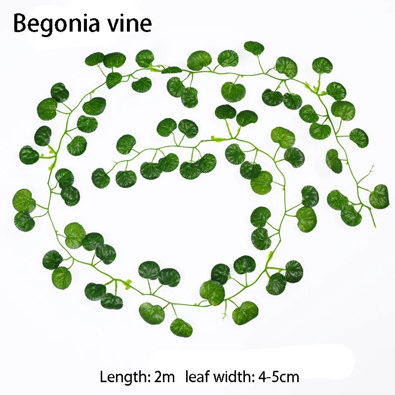 Begonia vine illustration with leaf dimensions on a white background