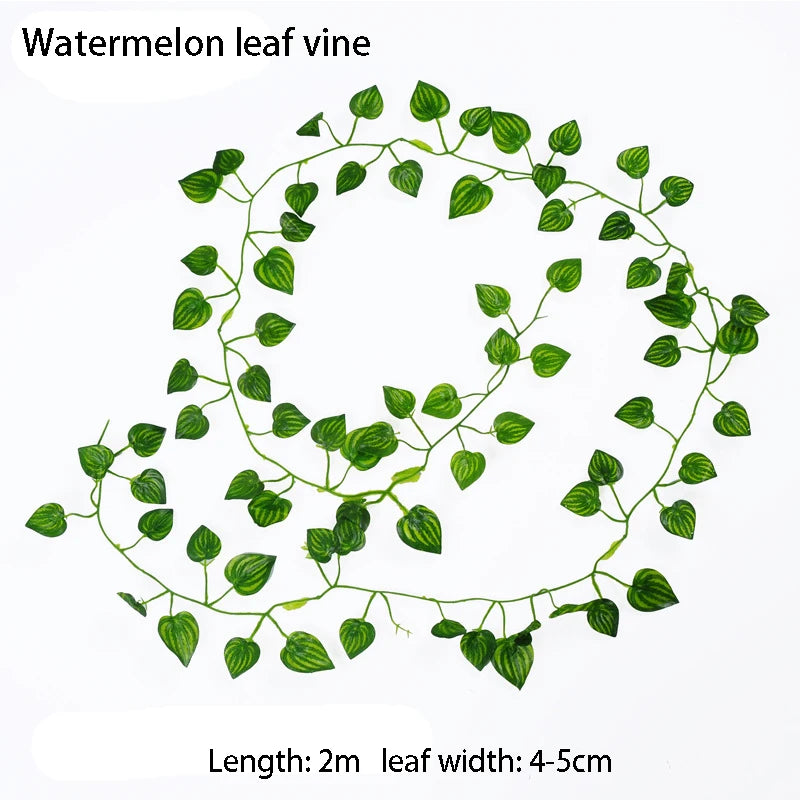Illustration of a watermelon leaf vine with dimensions on a white background