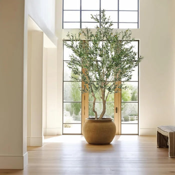 Potted plant in a modern interior setting with large windows