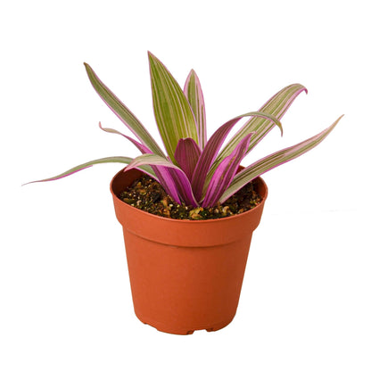 Oyster Plant – Tradescantia spathacea | Striking Foliage with Purple Underside