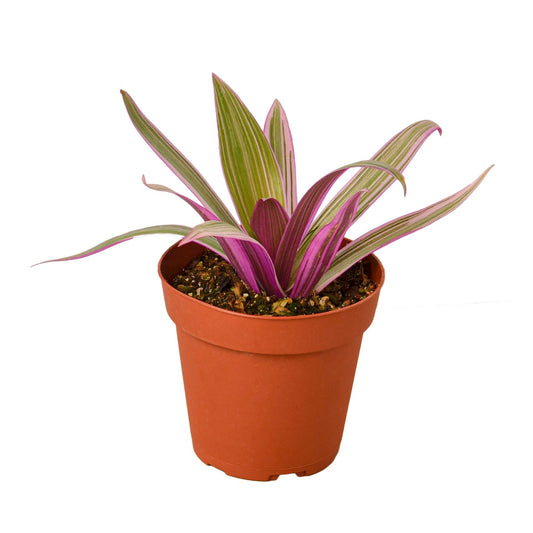Oyster Plant – Tradescantia spathacea | Striking Foliage with Purple Underside