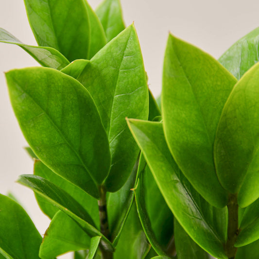 ZZ Plant – Zamioculcas zamiifolia | Drought-Tolerant, Low-Light Indoor Plant