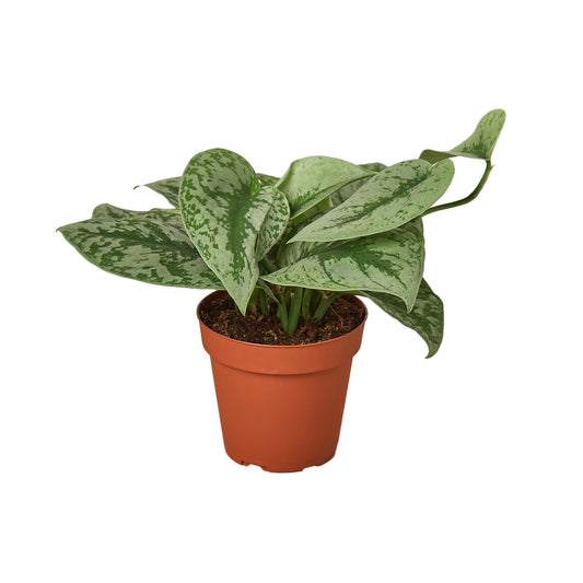 Silver Pothos ‘Exotica’ – Scindapsus pictus | Satin Vine with Large Leaves & Shimmering Silver Splash
