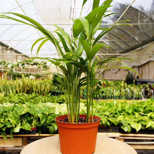 1 Pet Friendly Plant Subscription Box – Monthly Indoor Plants Safe for Pets & Kids