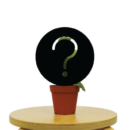 Rescue a B-Grade Plant | A Mystery Houseplant Picked For You
