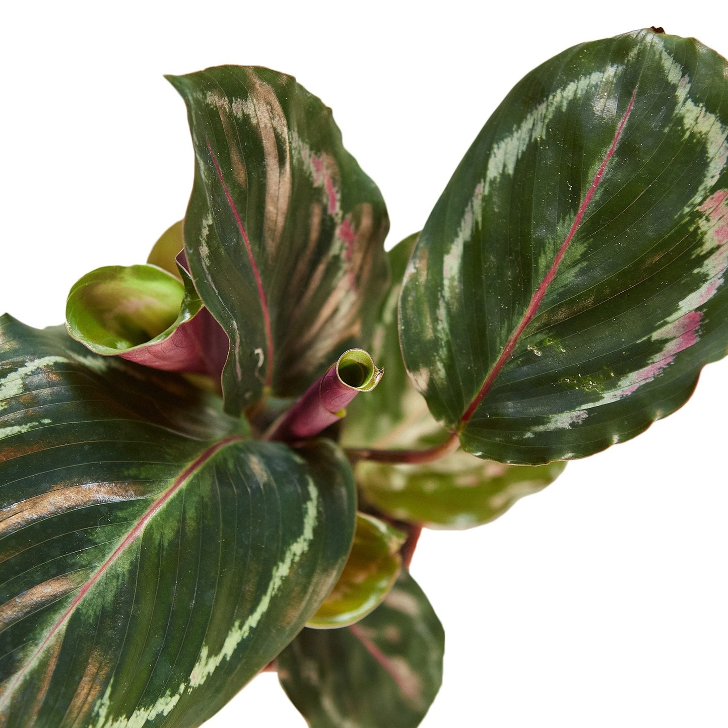 Vibrant Purple-Bottom Peacock Calathea Plant